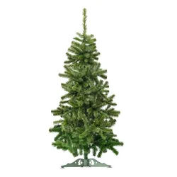 Novogodišnja jelka Nordmann Queen 80cm